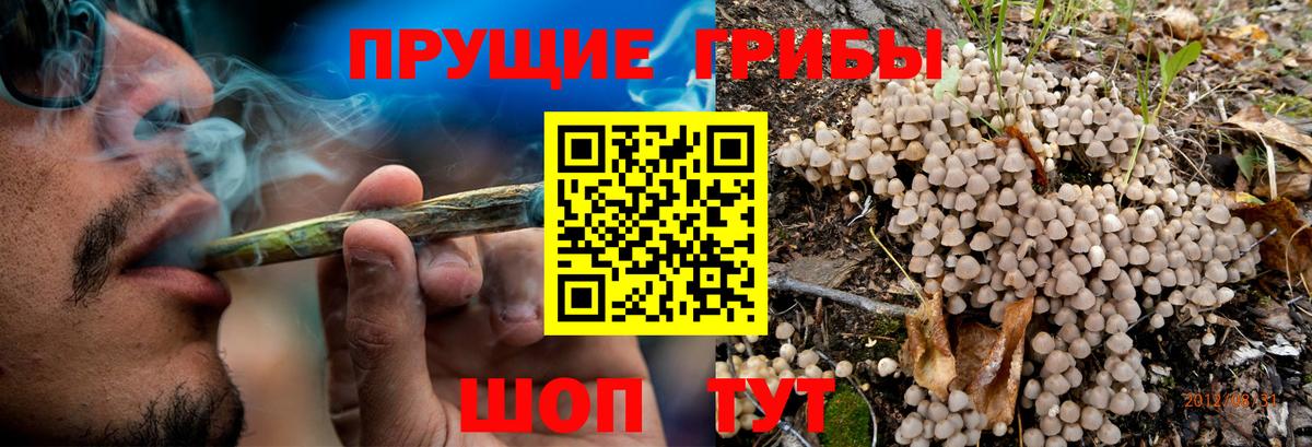 Орск  Псилоцибиновые грибы Psilocybe  Вход с VPN  Псилоцибиновые грибы мицелий 